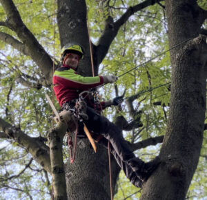 Zdjęcie arborysty pielęgnującego drzewo