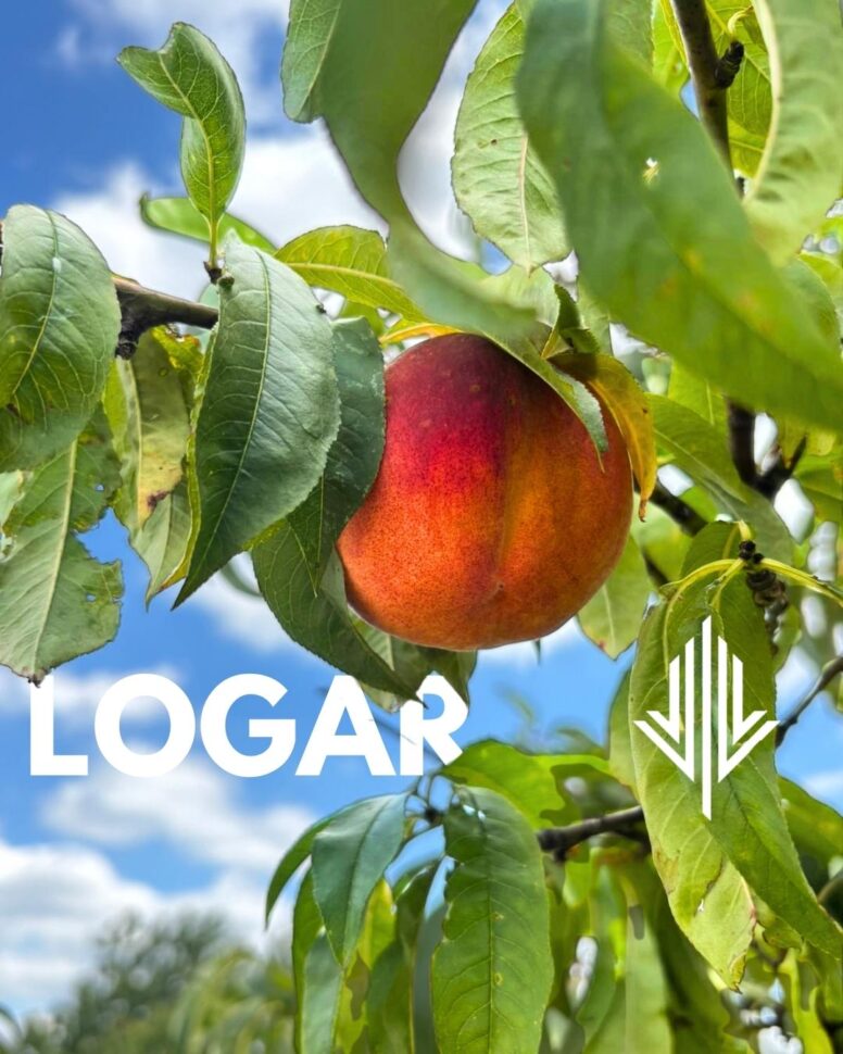 Drzewo brzoskwini w ogrodzie z zielonymi liśćmi i dojrzewającymi owocami na gałęziach