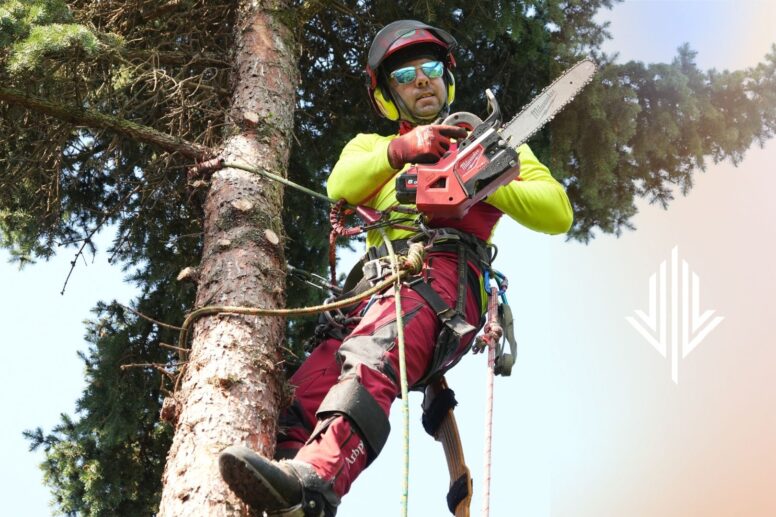 Wycinka drzew w małopolsce, pielęgnacja drzew