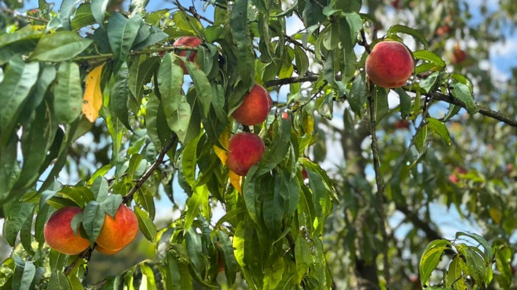 Owocowanie drzewa brzoskwini