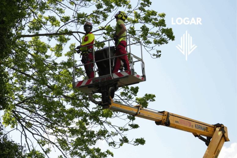 Cennik wycinki drzew oraz pielęgnacji drzew