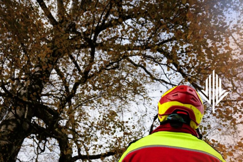 pielęgnacja drzew a choroby drzew