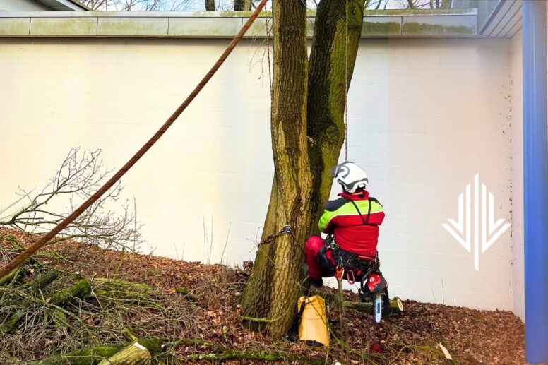 wycinka drzew, korzenie drzew