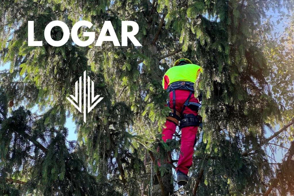 Co robić jeśli drzewo choruje, pielęgnacja drzew