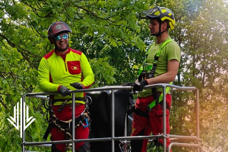 Wycinka drzewa z podnośnika czy wycinka drzewa metodą alpinistyczną